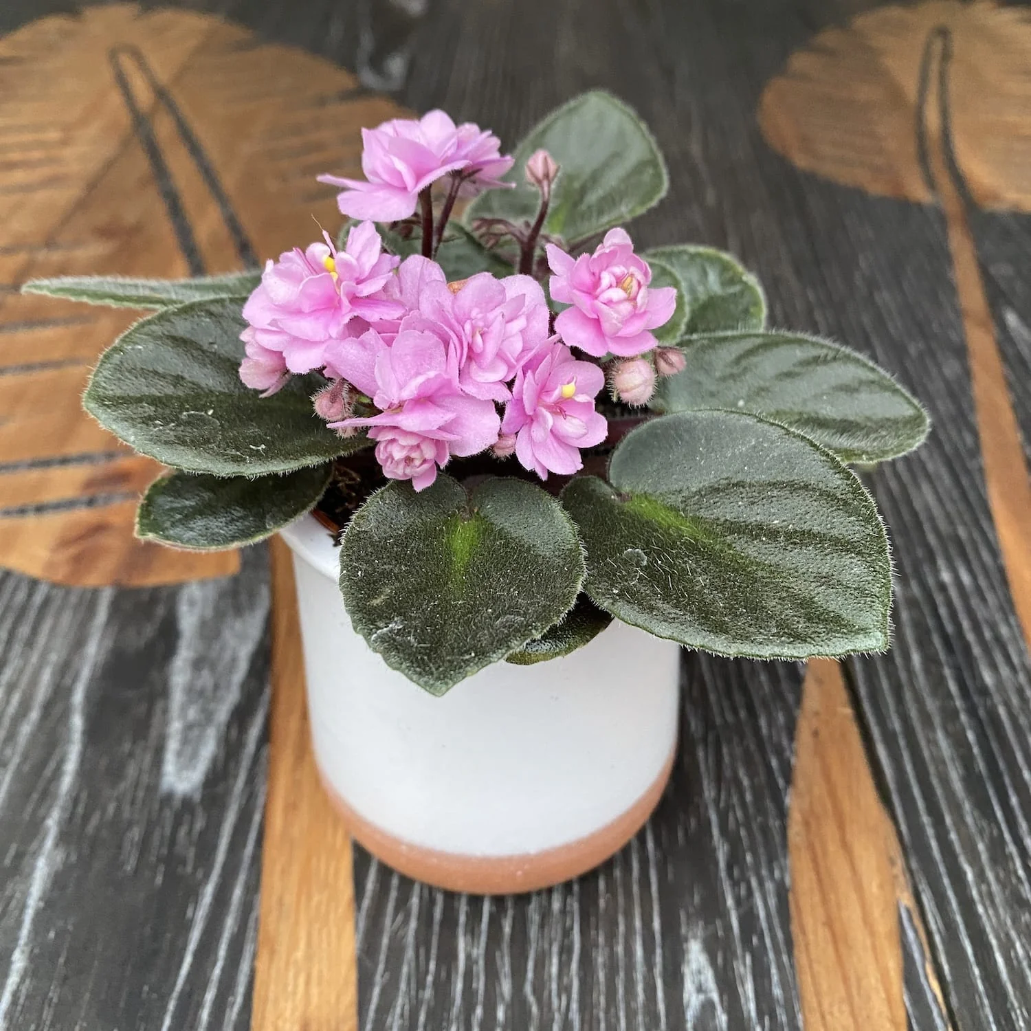 Violete cu flori duble roz – Saintpaulia Dewi (mini)