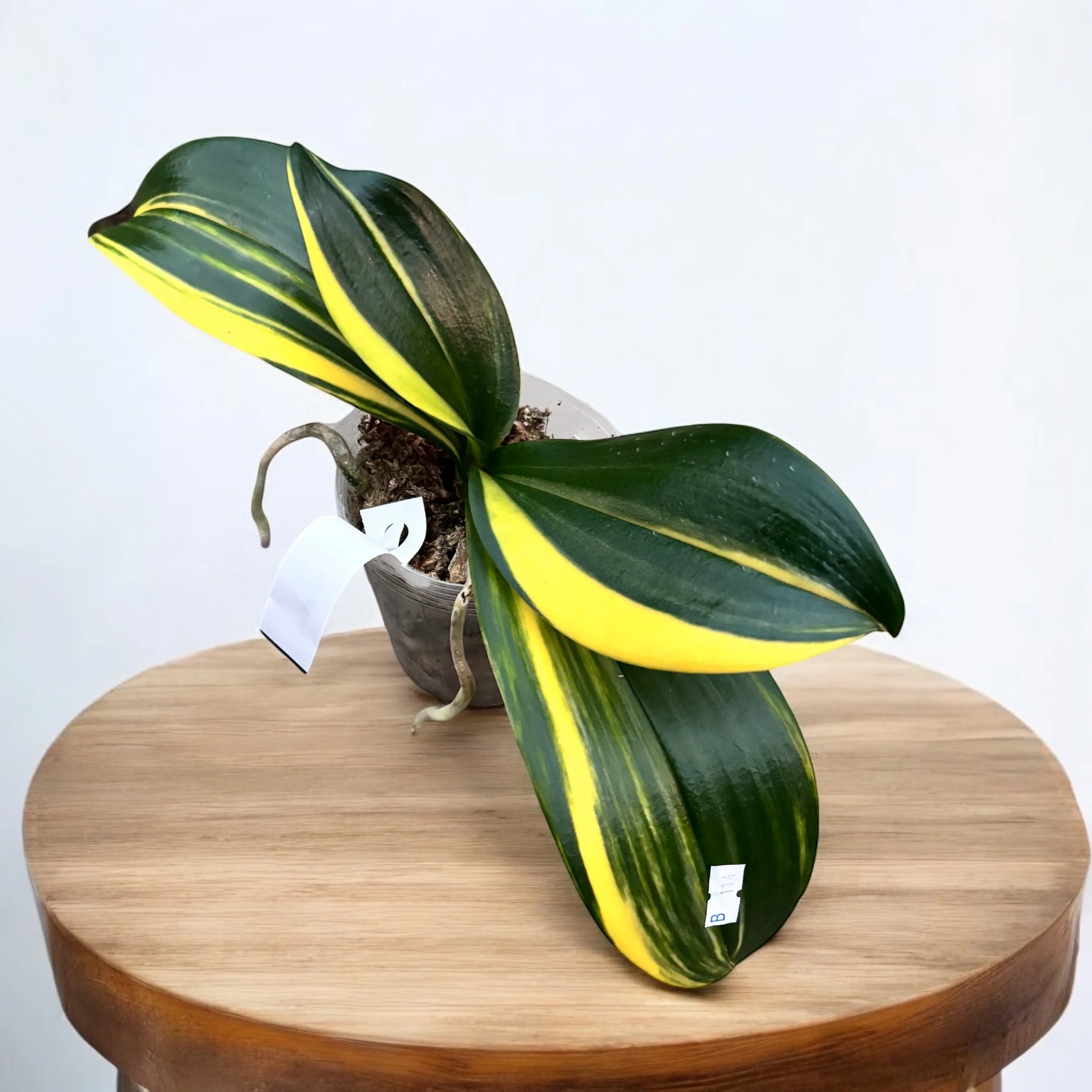 Phalaenopsis Little Gem Stripes (variegata) – motherplants