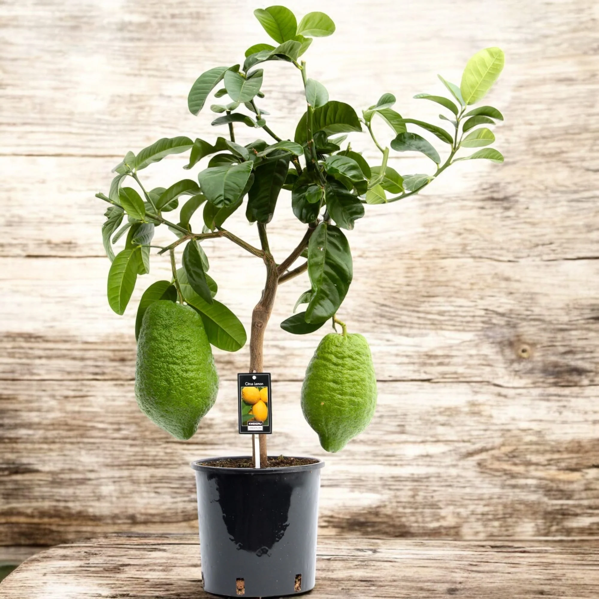 Citrus medica 'Maxima’ (Cedo, Citron, Lamai Uriase)