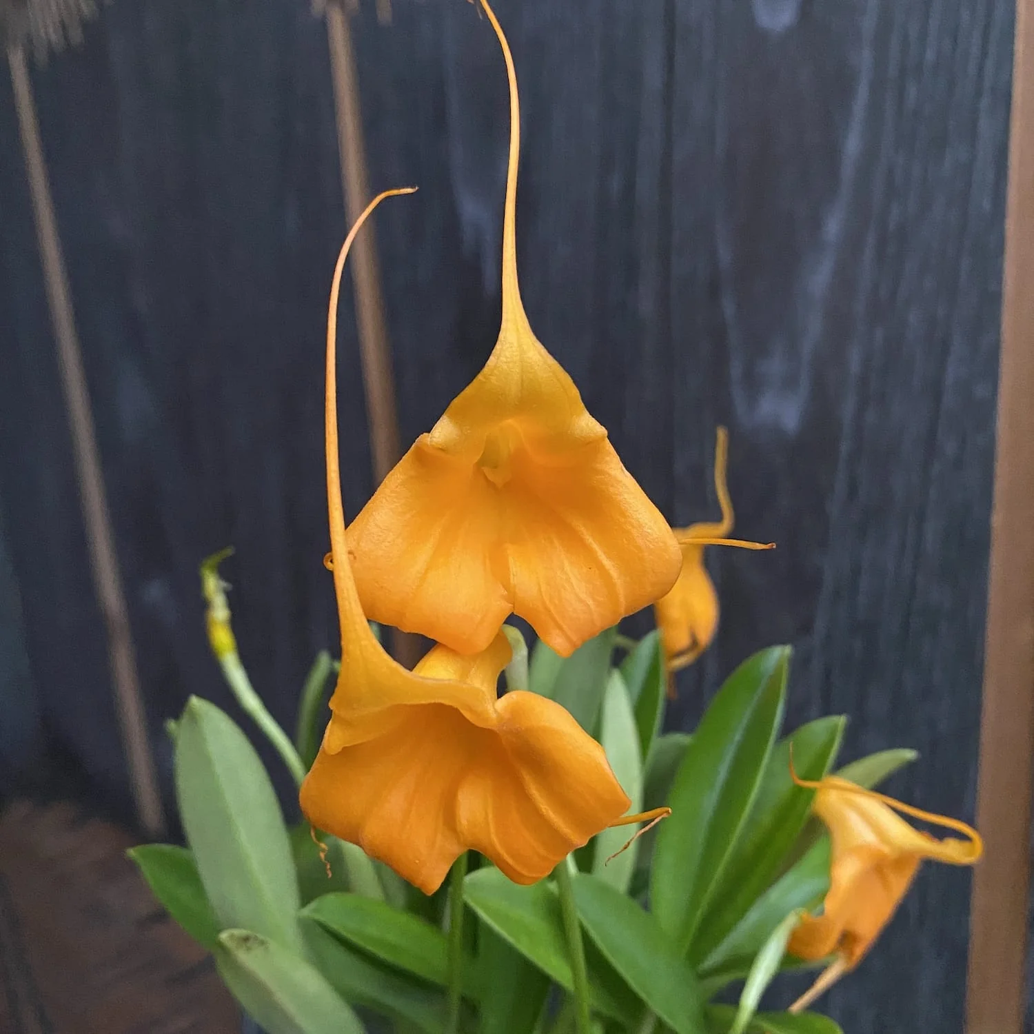 Masdevallia 'Ximena Neira Orange’