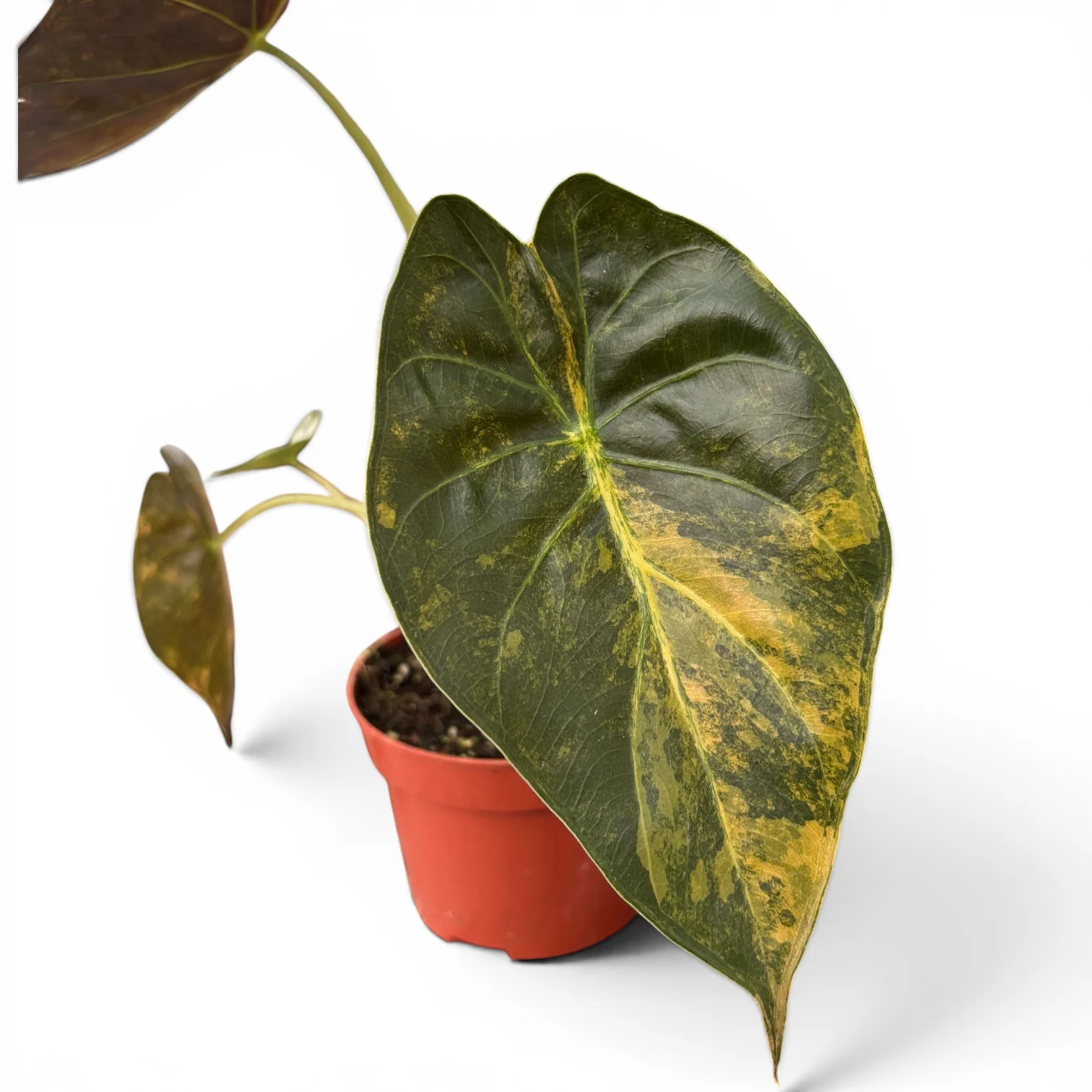 Alocasia wentii 'Aurea’