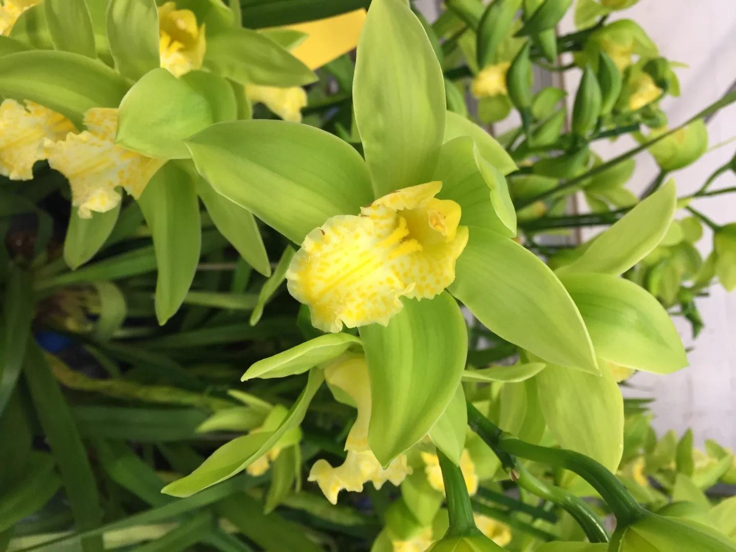 Orhidee Cymbidium verde Concolor