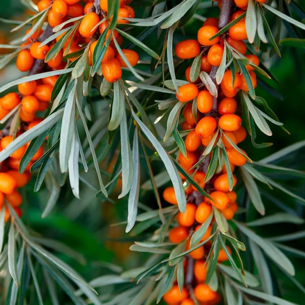 Catina productiva – Hippophae rhamnoides 'Nivelena’ D9 (femela)