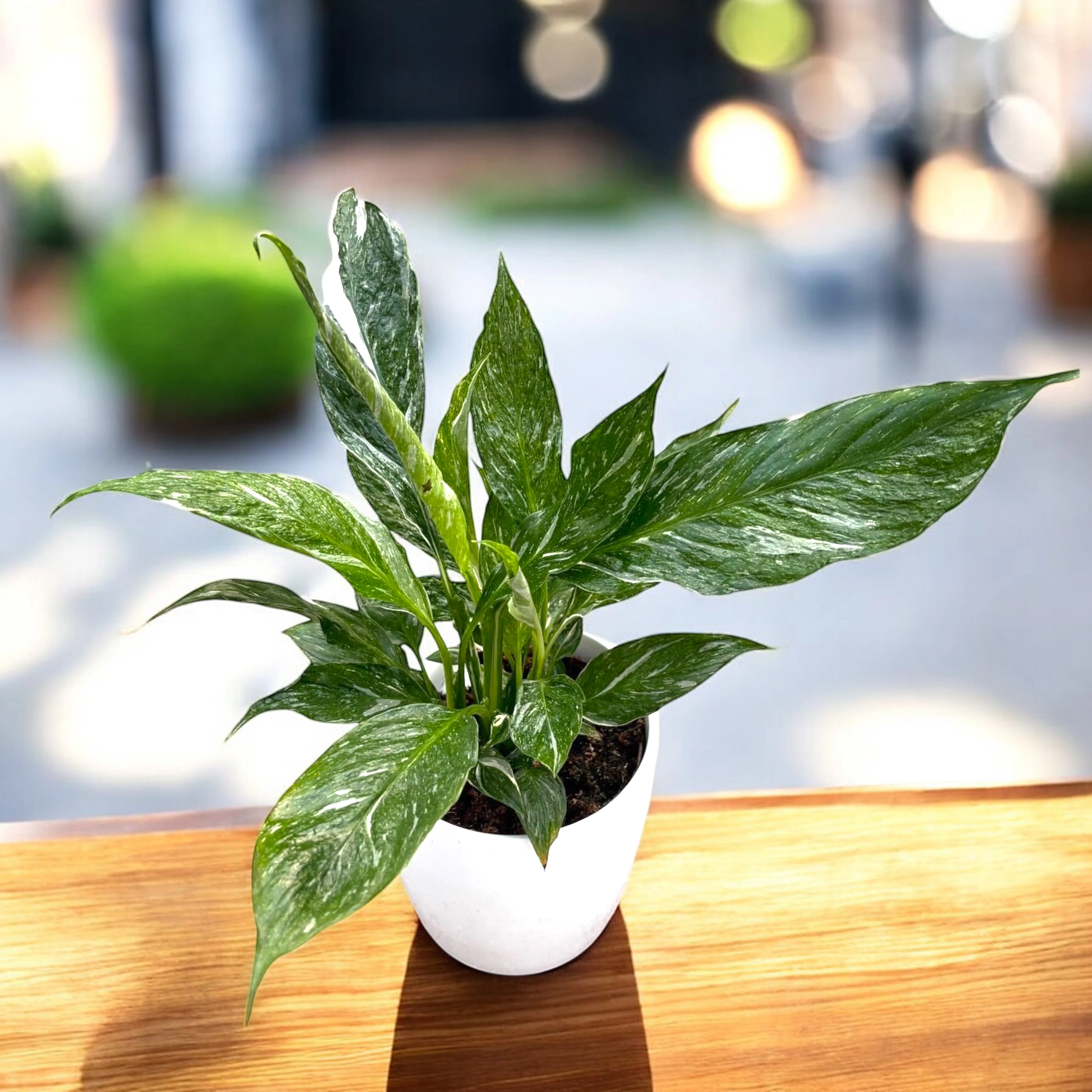 Spathiphyllum 'Diamond Variegata’ – crinul pacii variegat cu frunzis marmorat