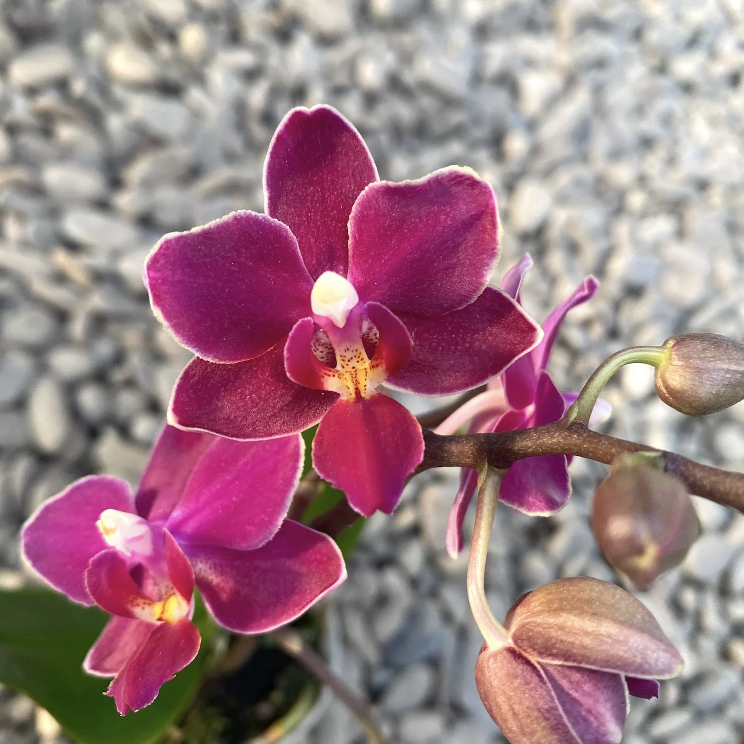 Phalaenopsis Fleur * parfumata