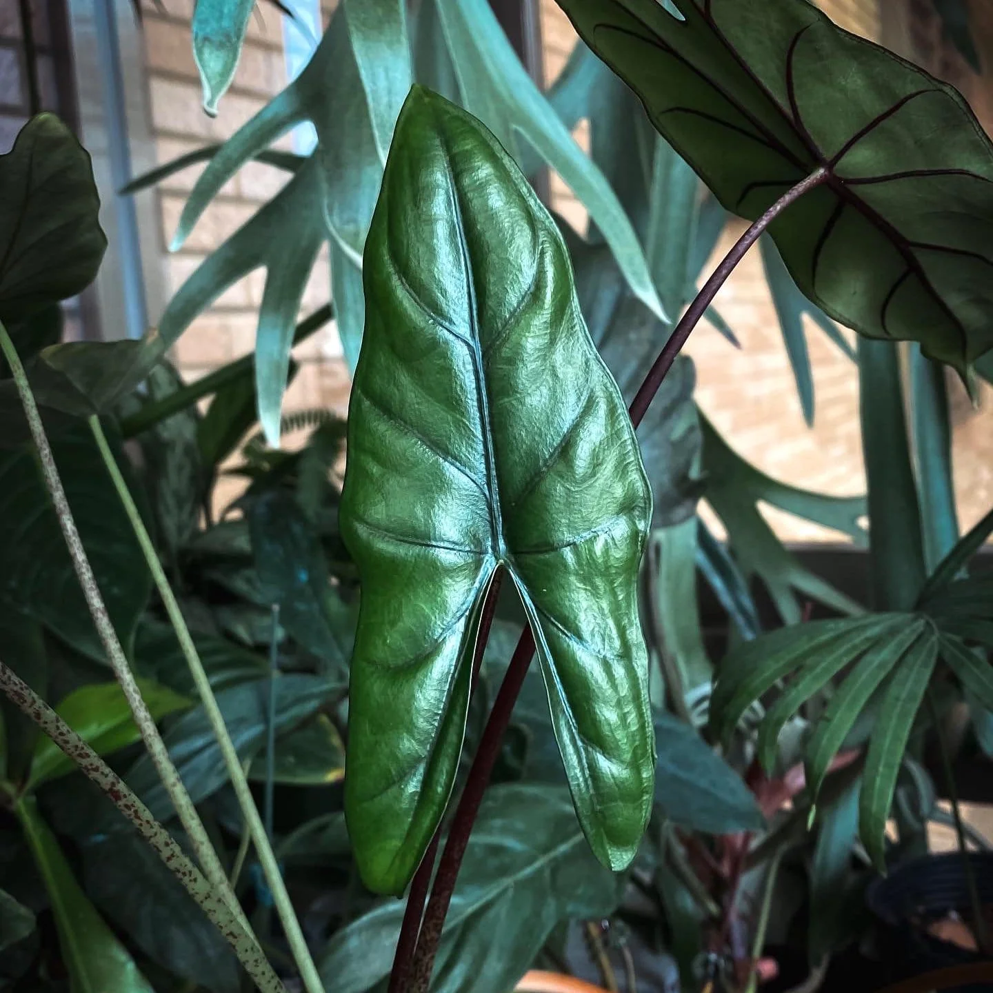 Alocasia princeps 'Purple Cloak’
