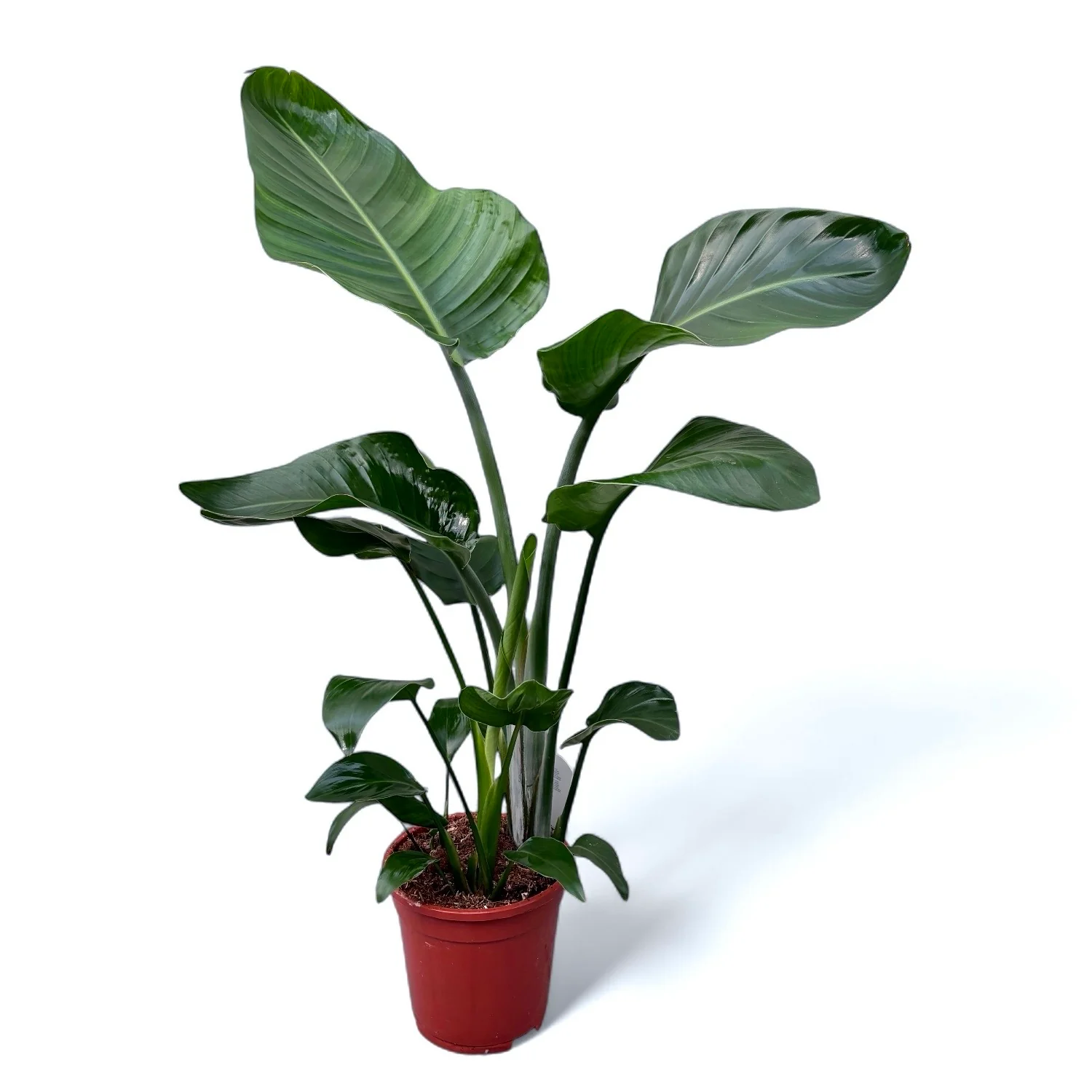 Strelitzia Nicolai XXL (Pasarea Paradisului) – 3 plante/ghiveci