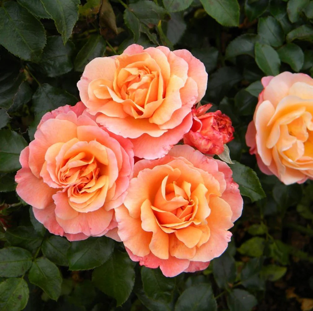Rosa ‘Marie Curie’® – Trandafir floribunda, infloriri abundente