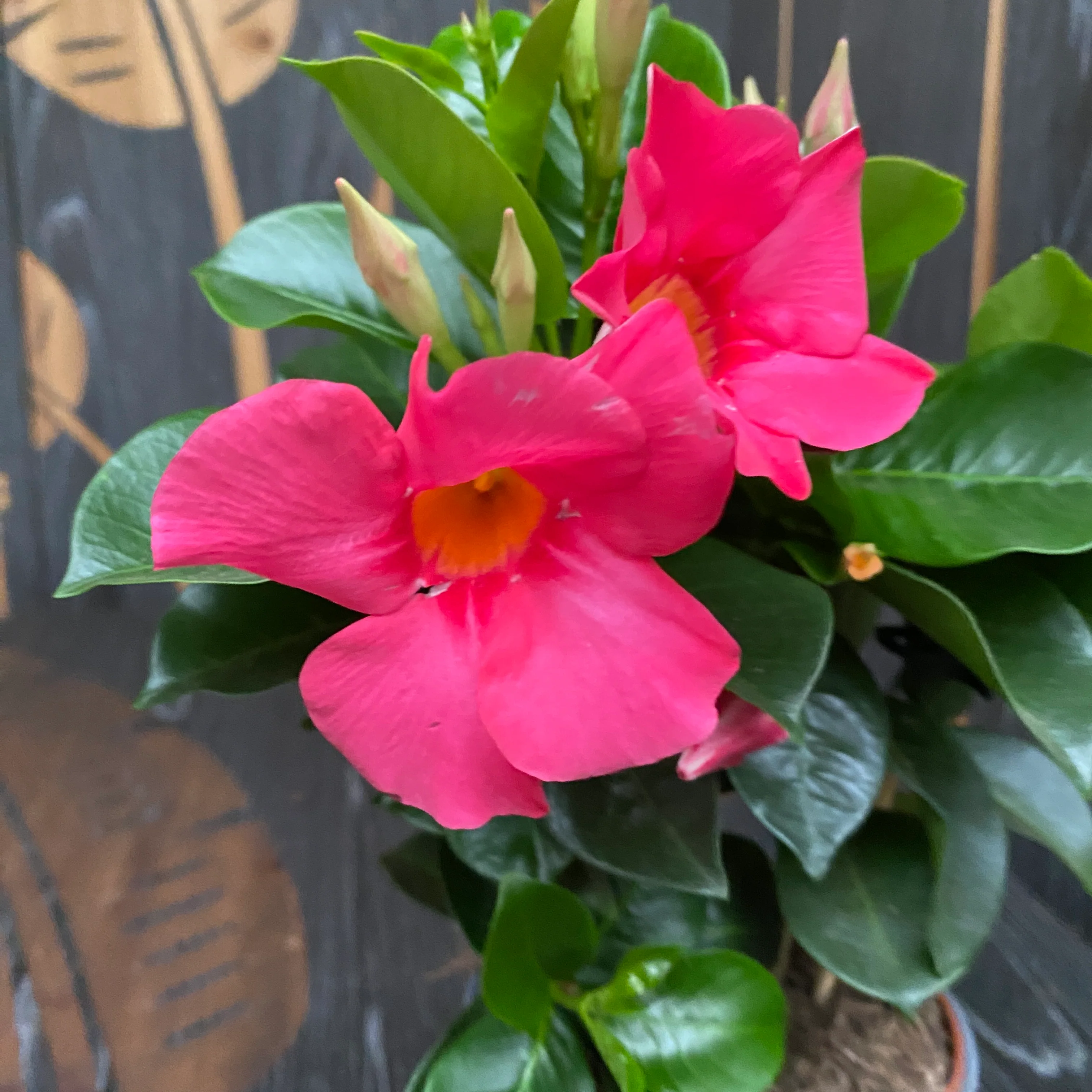 Mandevilla Light Pink – Dipladenia roz (flori parfumate)