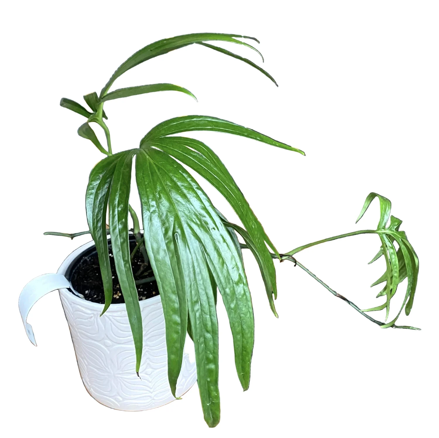 Amydrium Zippelianum (Amydrium magnificum) D12