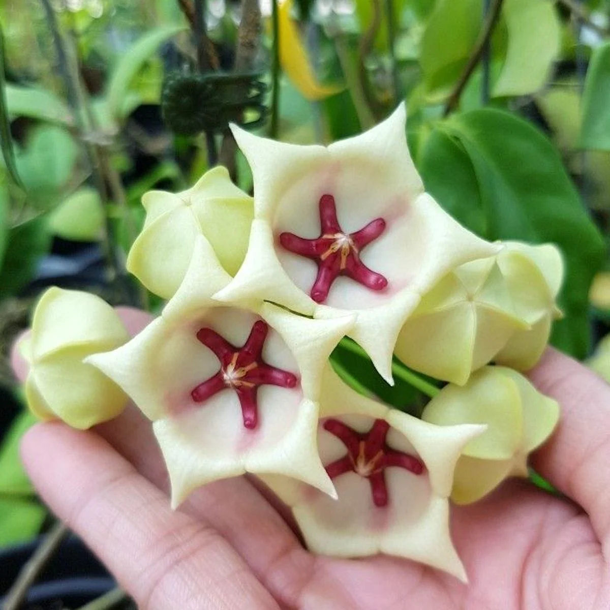 Hoya archboldiana 'White’ – flori mari, parfumate
