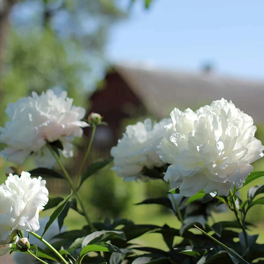 Paeonia suffruticosa 'Xue Ta’ – bujor arbustiv alb cu floare dubla