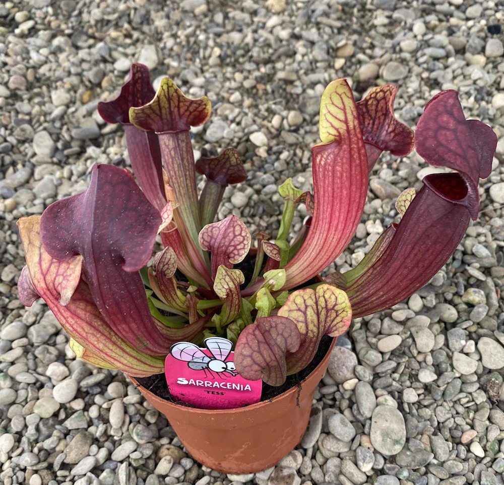 Sarracenia Tess XL – planta ulcior