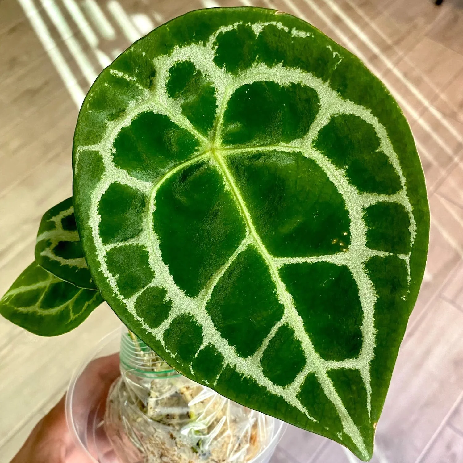 Anthurium forgetii 'Silver’