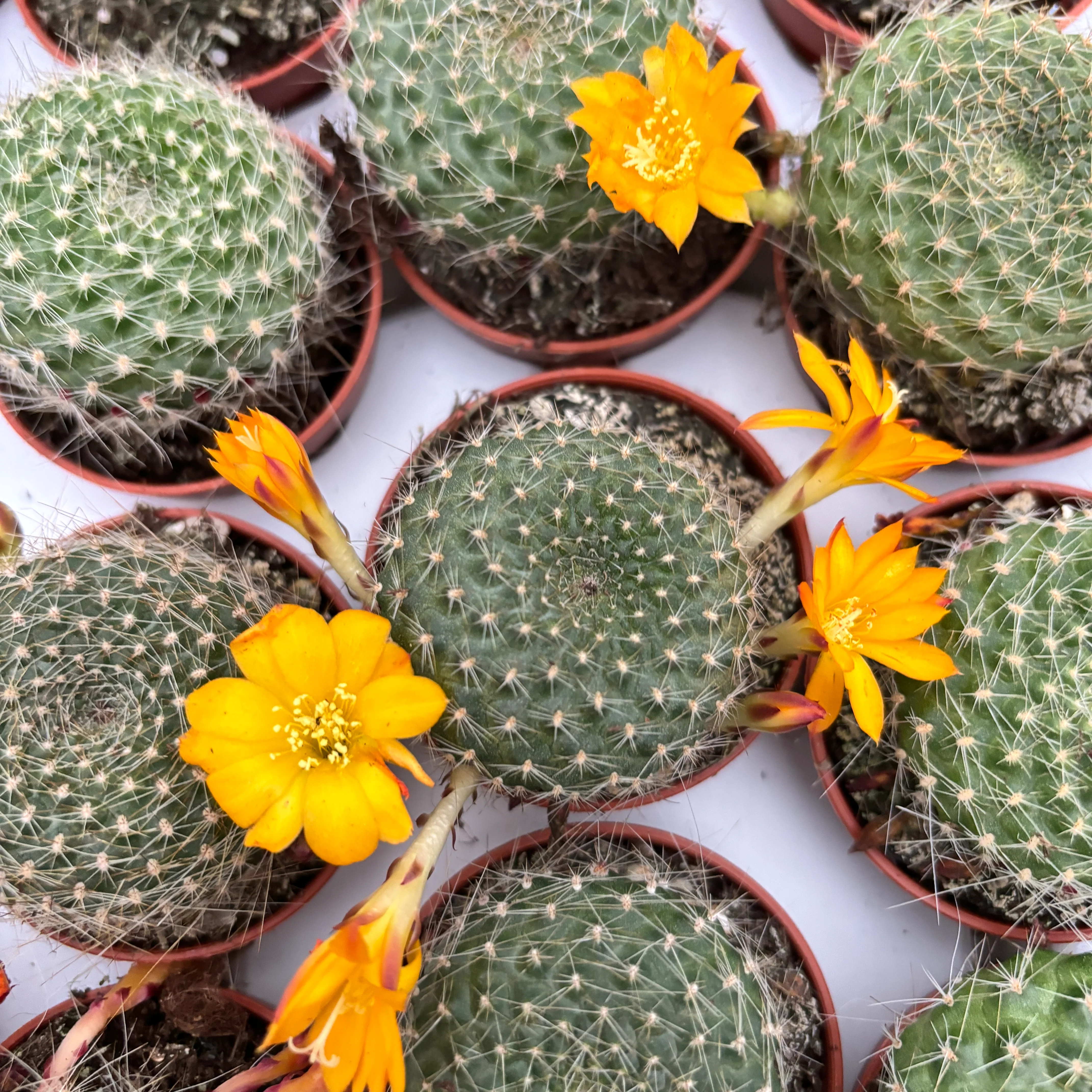 Rebutia fabrisii