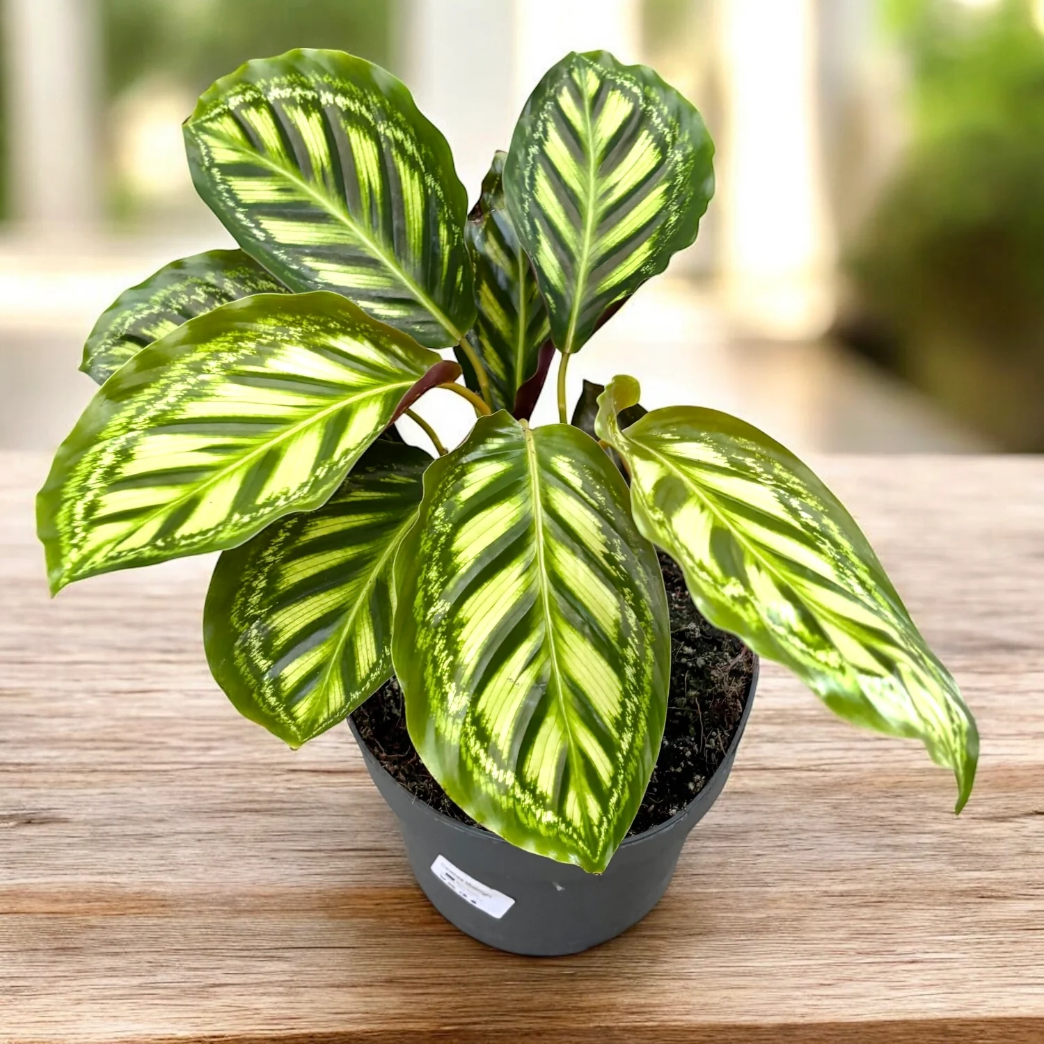 Calathea Flamestar XL – Planta paun