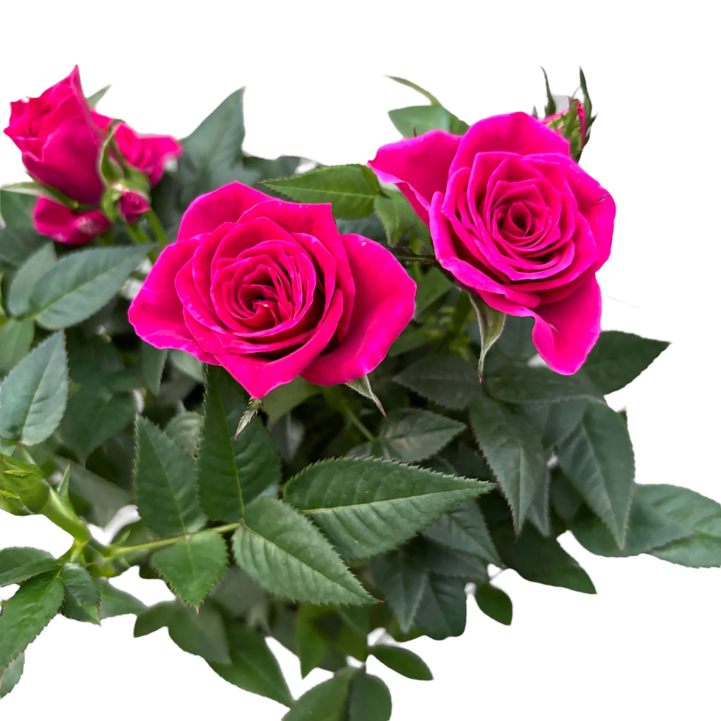 Trandafiri pitici Rosa Deep Pink – flori parfumate (3 plante/ghiveci)