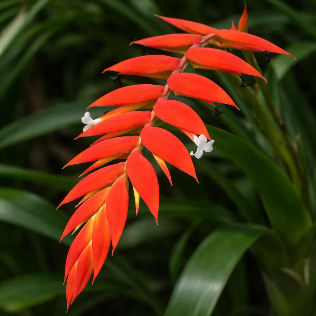 Tillandsia dyeriana – bromelie tropicala cu inflorescenta spectaculoasa
