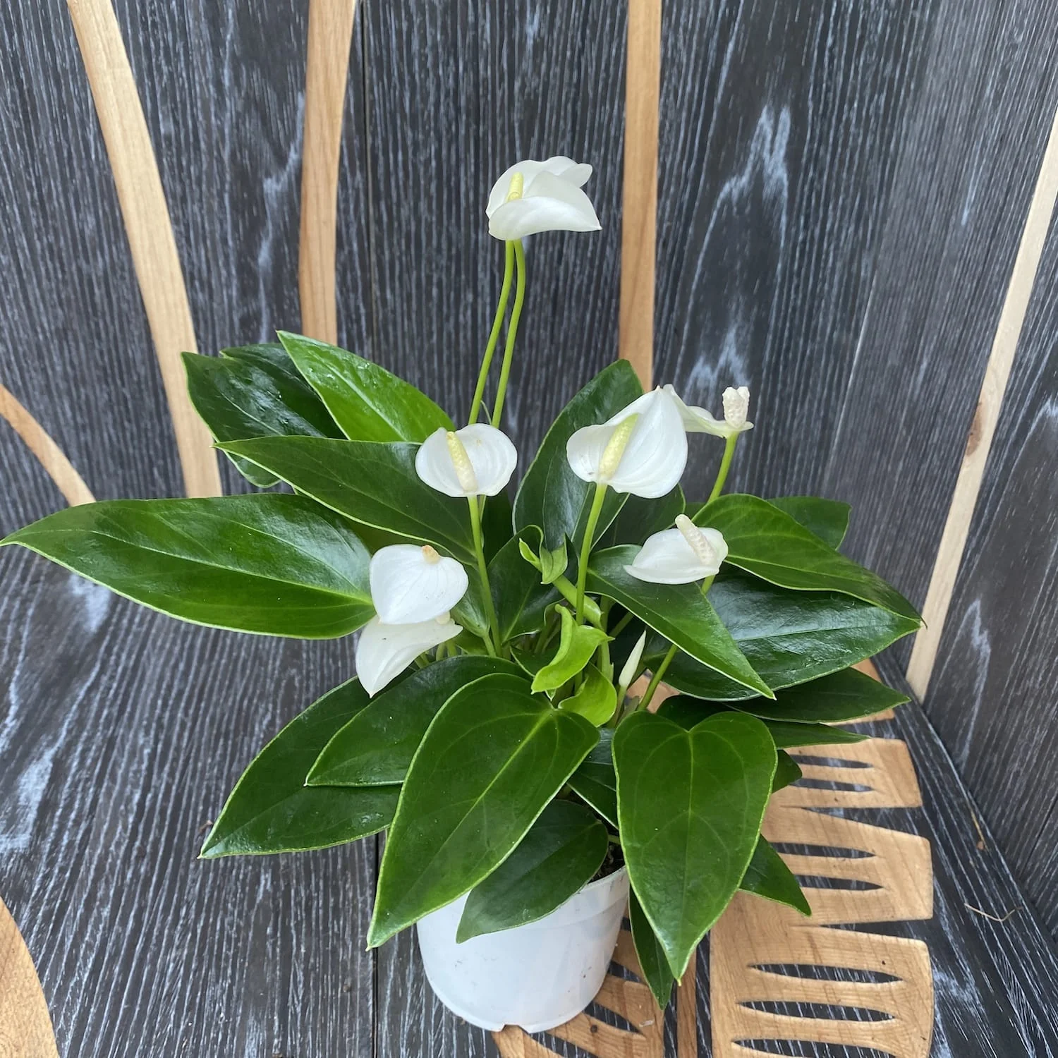 Anthurium White Champion