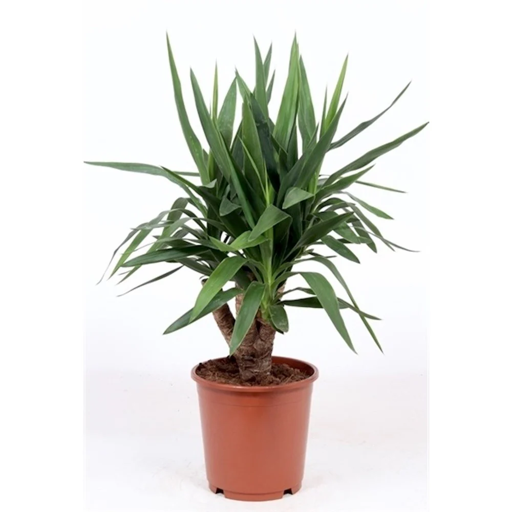 Yucca Elephantipes ramificata 80 cm – Copacul Mayas