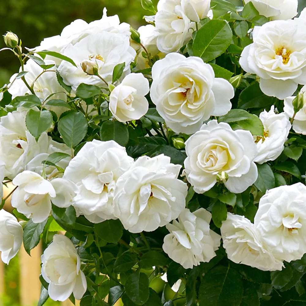 Rosa ‘Kristal’® – Trandafir floribunda, infloriri abundente
