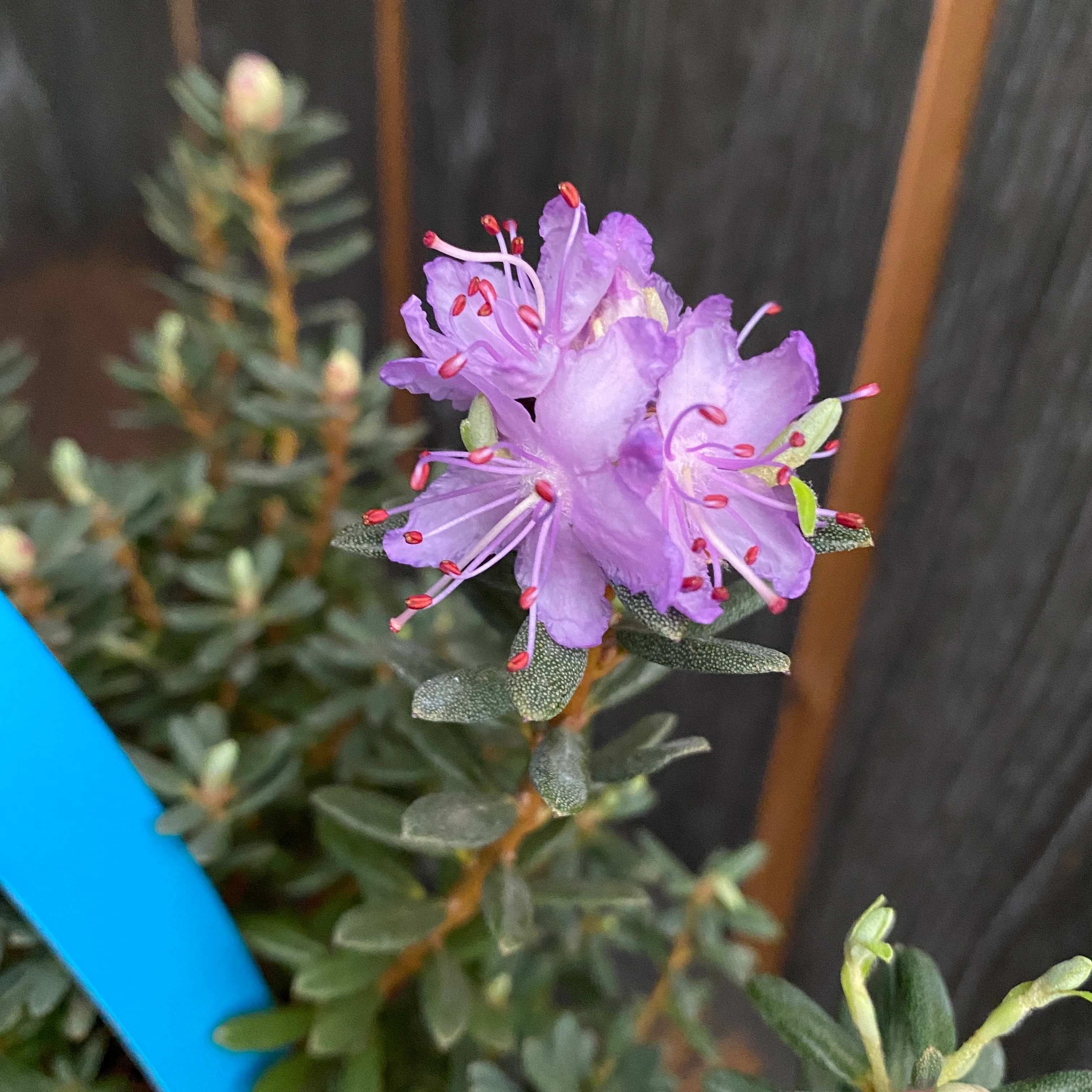 Rhododendron impeditum – azalee de gradina