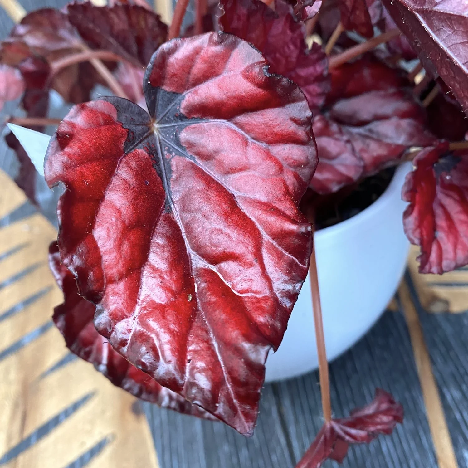 Begonia 'Red Bull’ – 3 plante/ghiveci