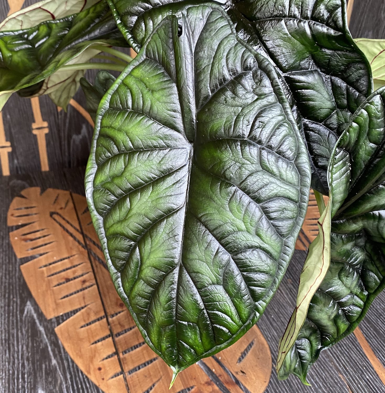 Alocasia baginda 'Dragon Scale’ – exemplare XL