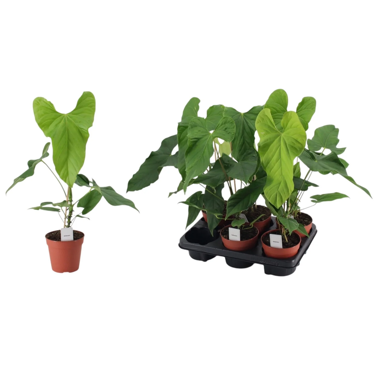 Anthurium Balaoanum