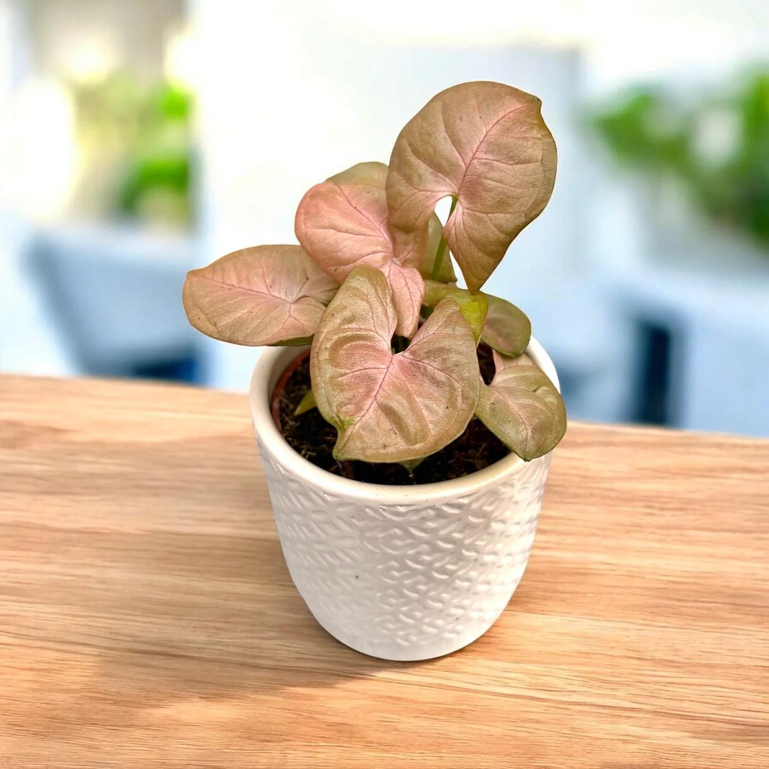 Syngonium Neon Robusta (Red King) D9