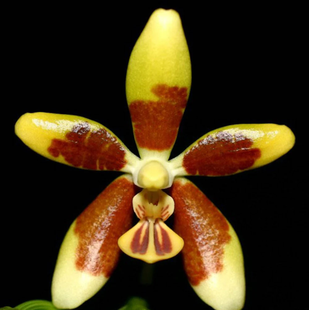 Phalaenopsis fuscata (parfumata)
