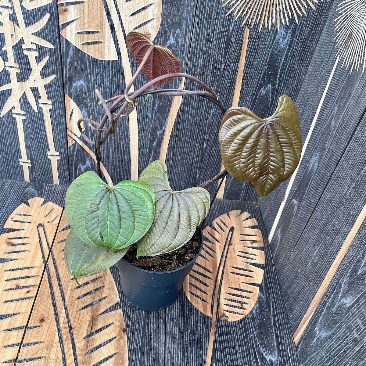 Dioscorea bulbifera – Air Potato plant (caudex) – exemplare XL