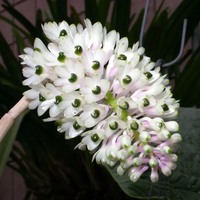 Dendrobium smillieae var. album