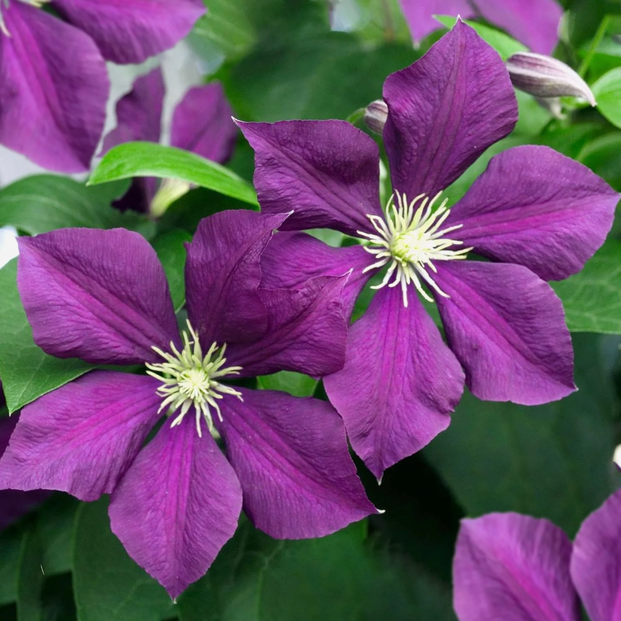 Clematite cu infloriri abundente – Clematis viticella 'Polish Spirit’ (Viticella Group)