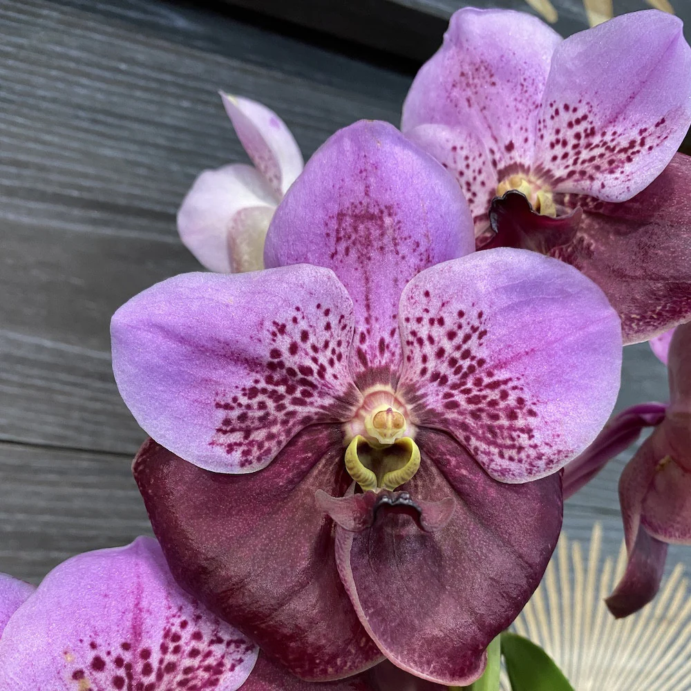 Orhidee Vanda Elly Carroll (Two Tone Pink)