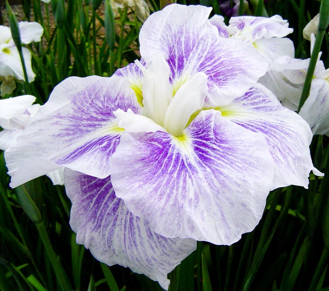 Bulbi Iris Ensata Dinner Plate Tiramisu Purple