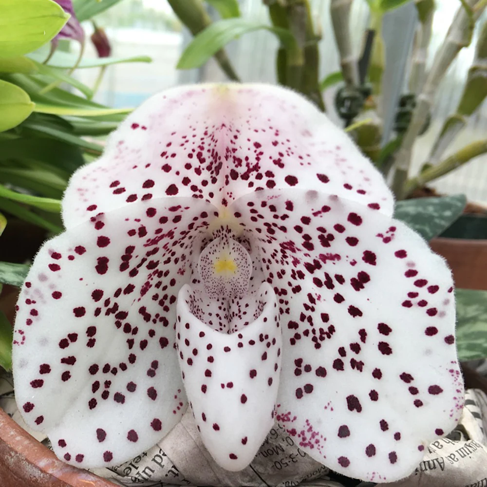 Paphiopedilum Sakaki (bellatulum x wenshanense)