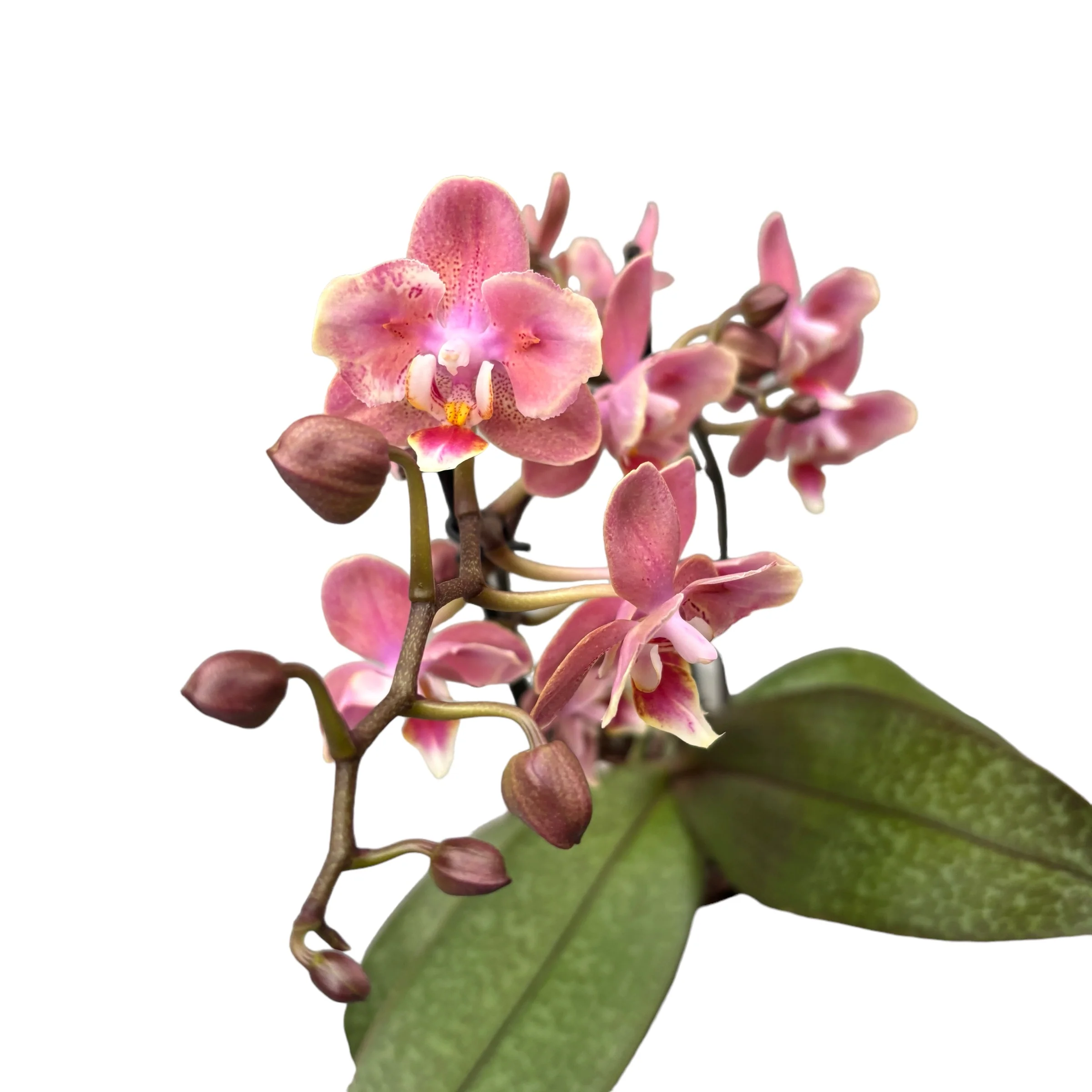 Phalaenopsis Odorion * flori parfumate PELORICE
