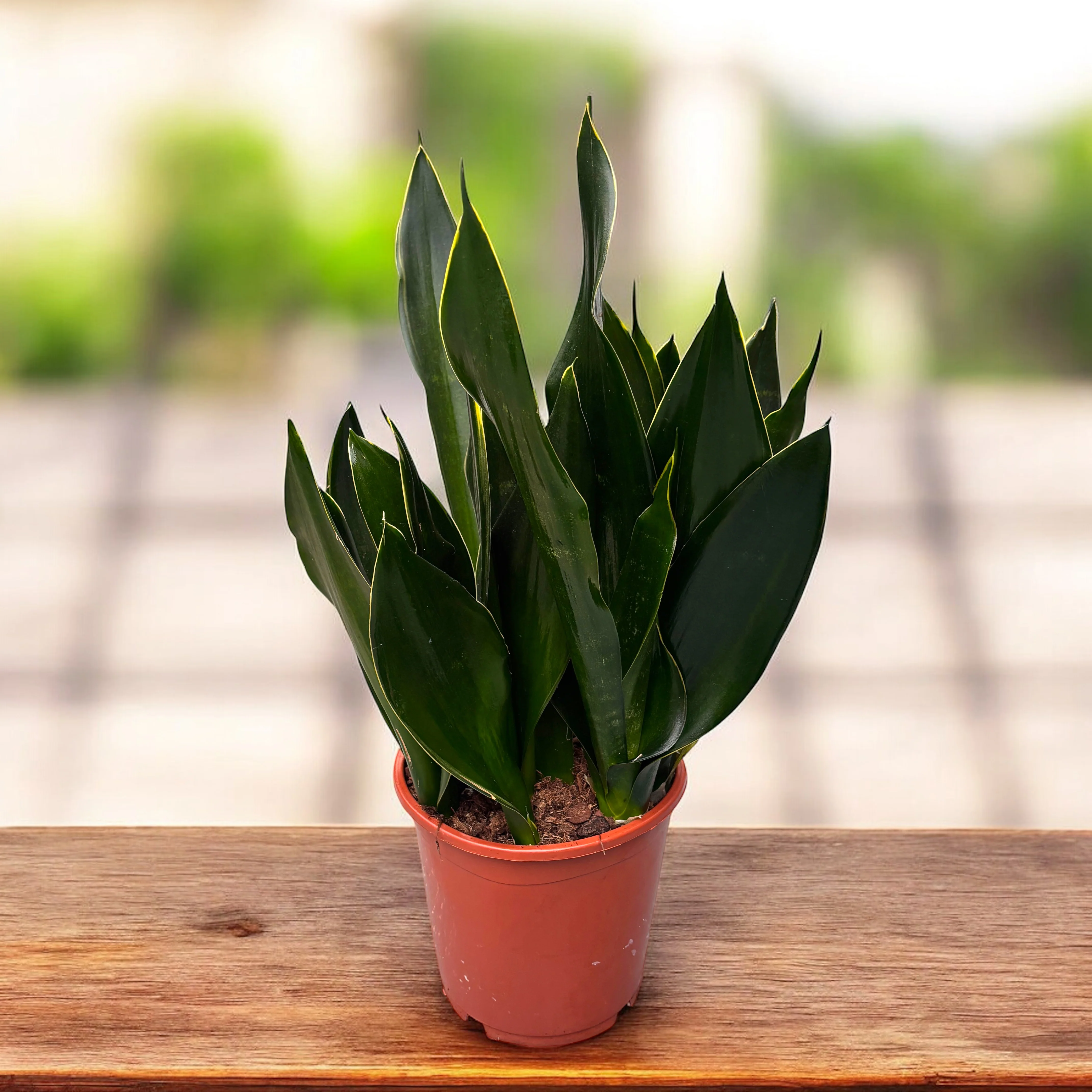 Sansevieria 'Black Diamond’ – exemplare XXL