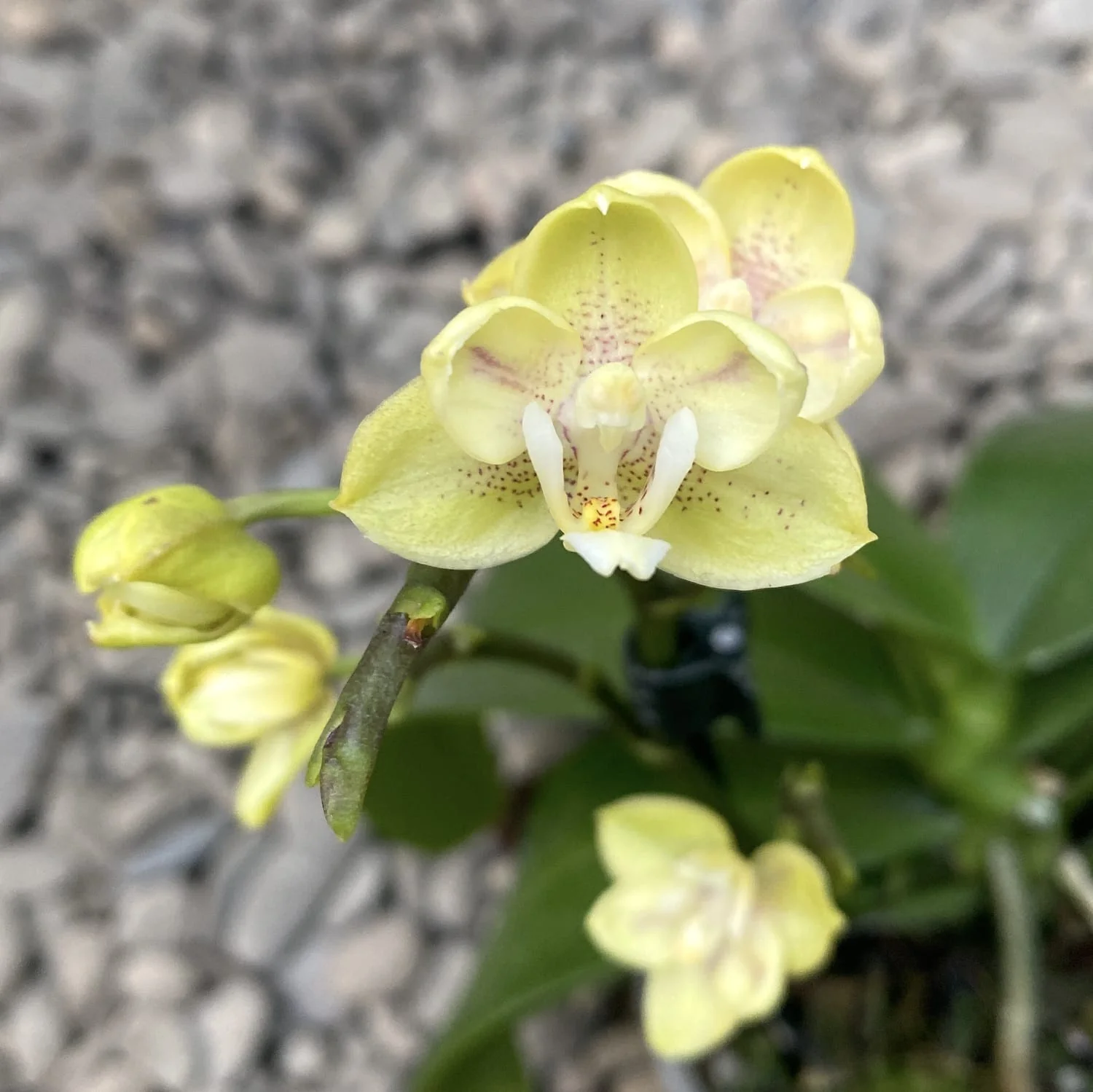 Phalaenopsis Sogo Banana – flori parfumate si pelorice