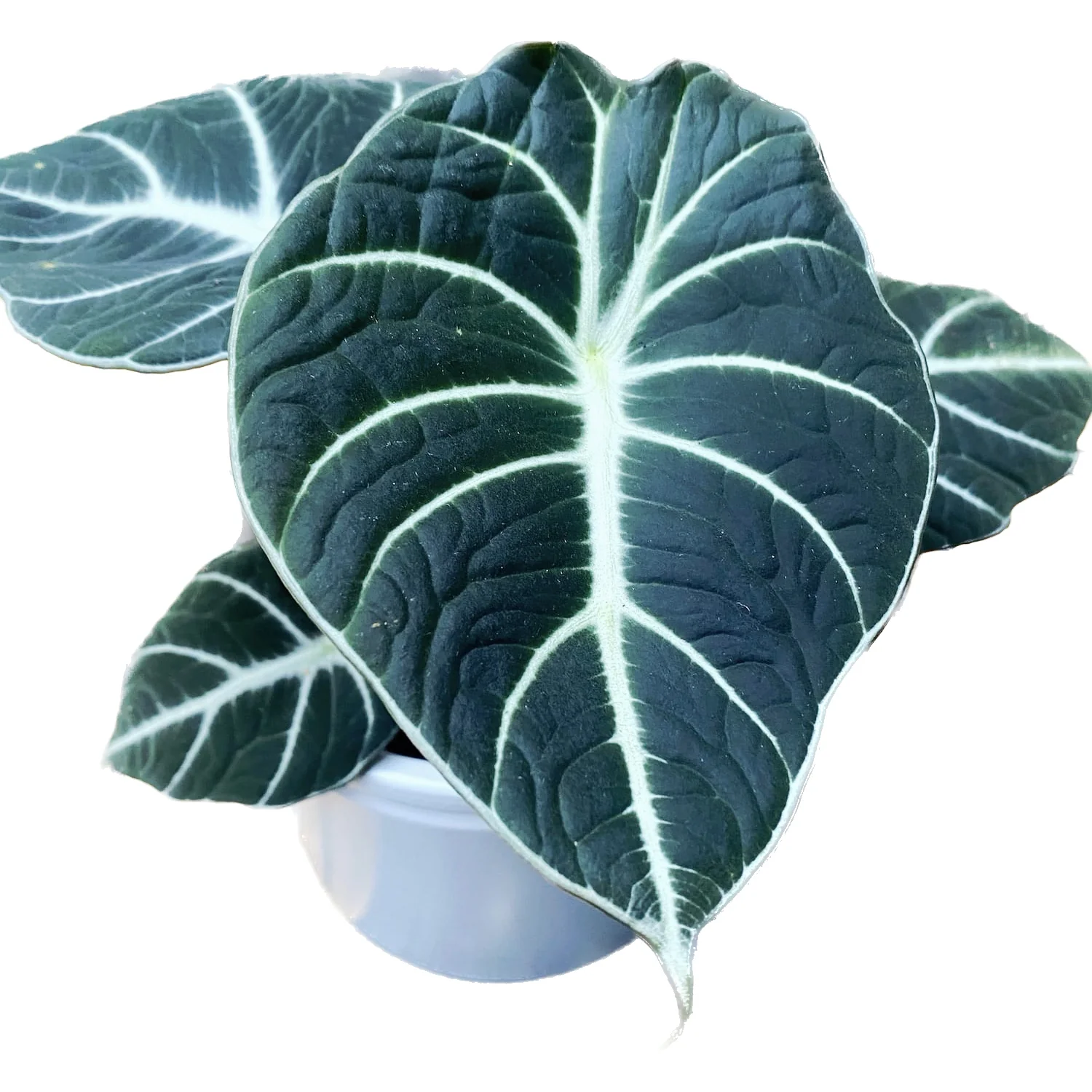 Alocasia reginula 'Black Velvet’ D10