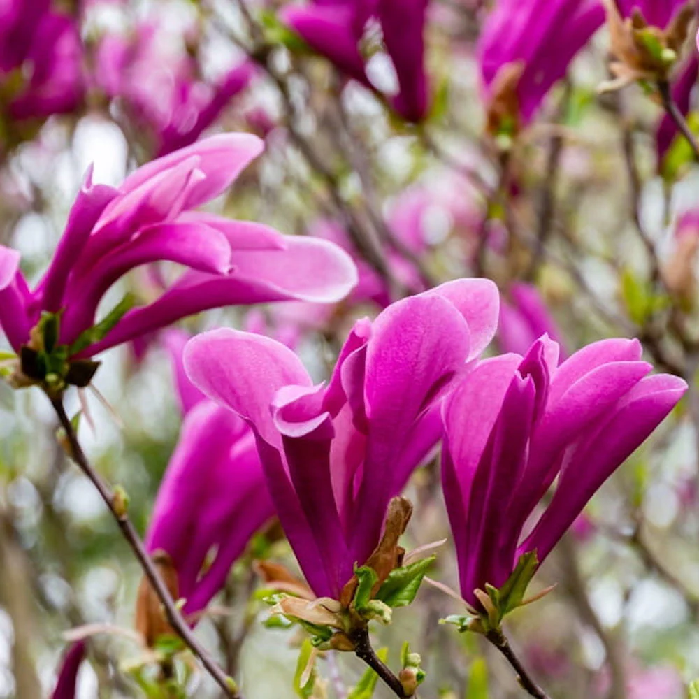 Magnolia Susan H100 cm – flori parfumate