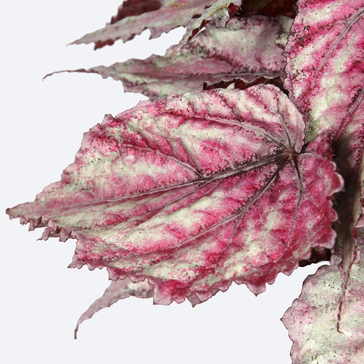 Begonia 'Magic Colours Merenque’ – 3 plante/ghiveci