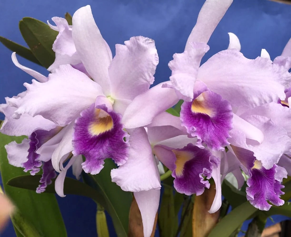 Ctt. Poor Paul 'Blue Heaven’ PC/JOS parfumata