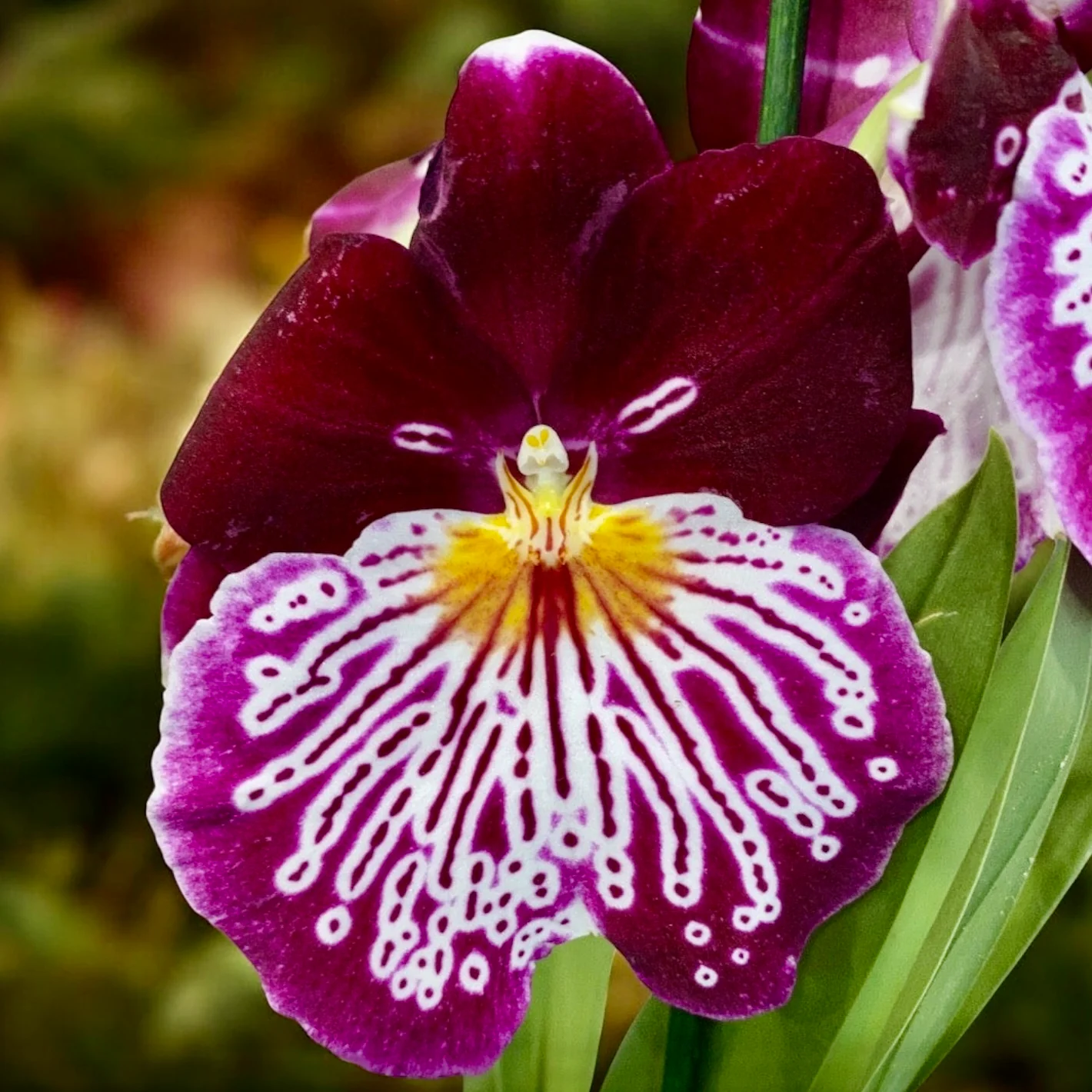 Miltoniopsis Breathless Brilliant * parfumata