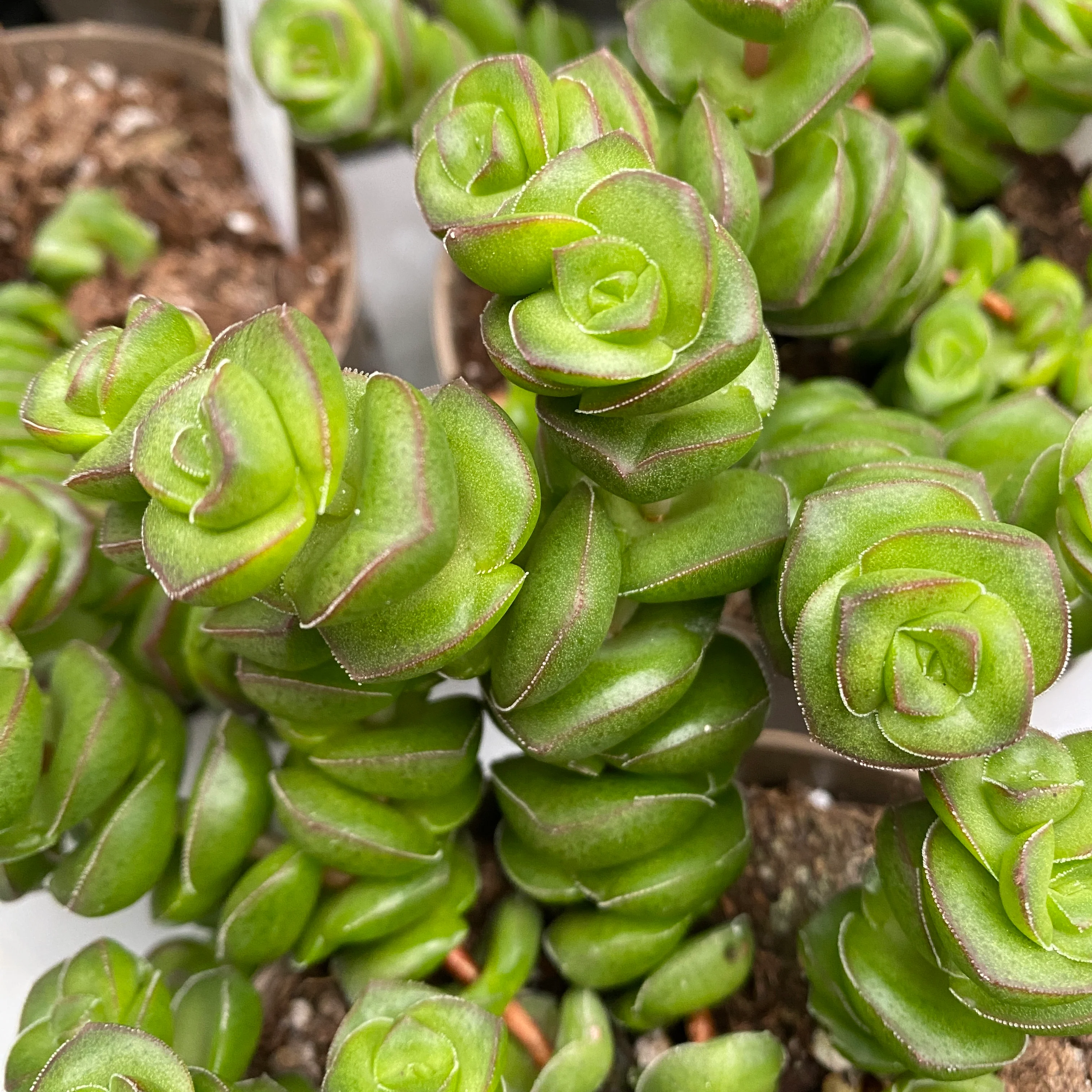 Crassula x rupestris f. marnieriana 'Hottentot’