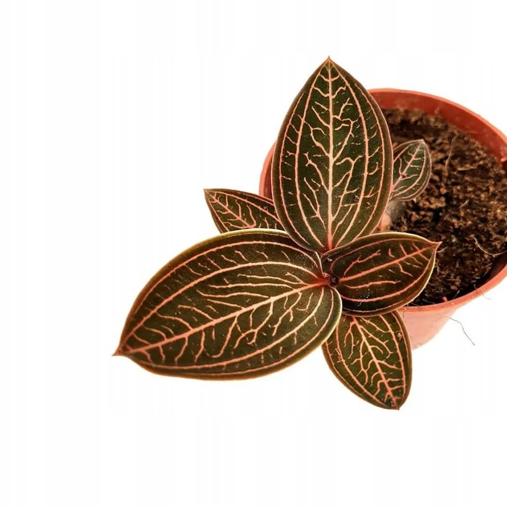 Ludisia 'Spiderman’ – Ludisia discolor x spiderman (Jewel Orchid)