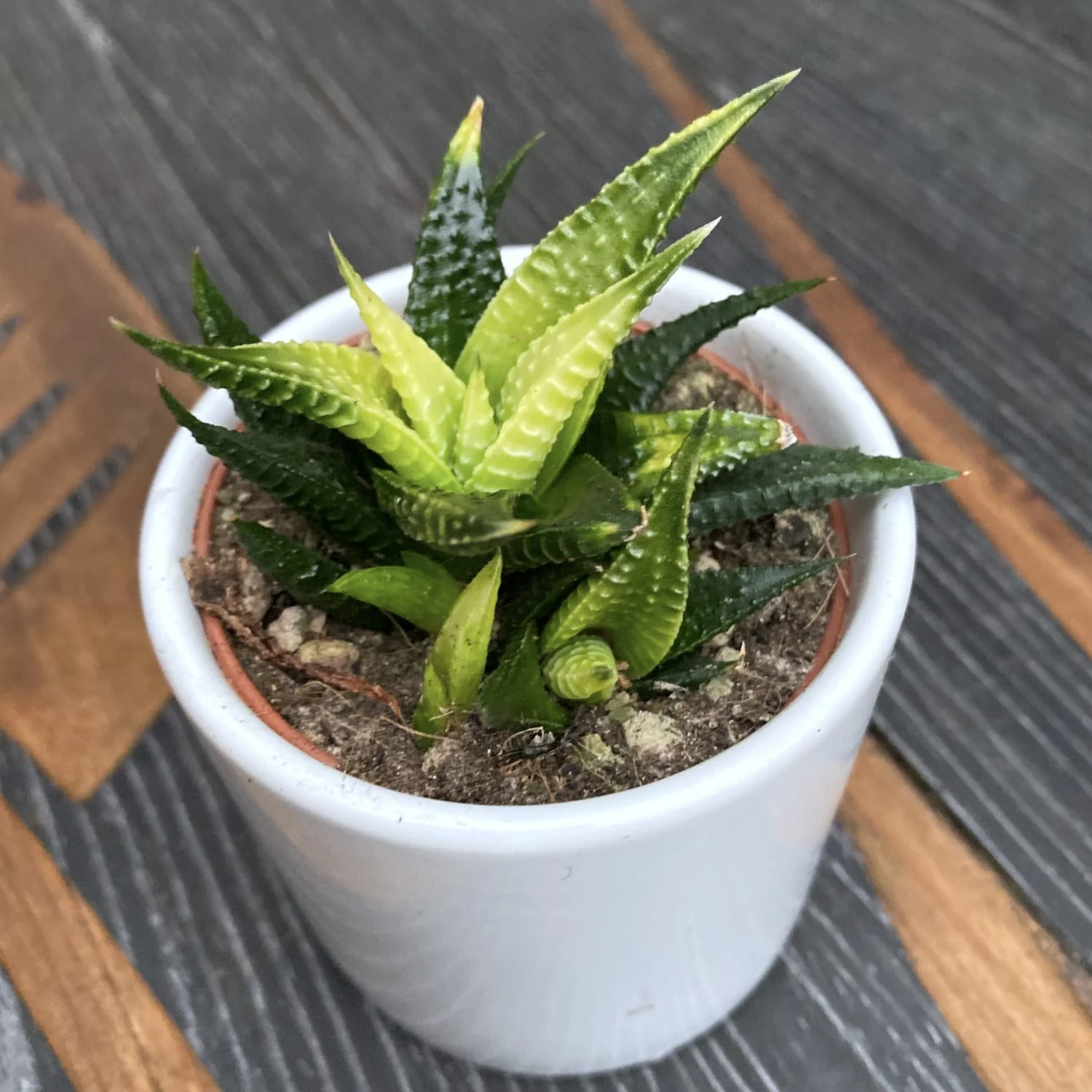 Haworthia limifolia 'Variegata’
