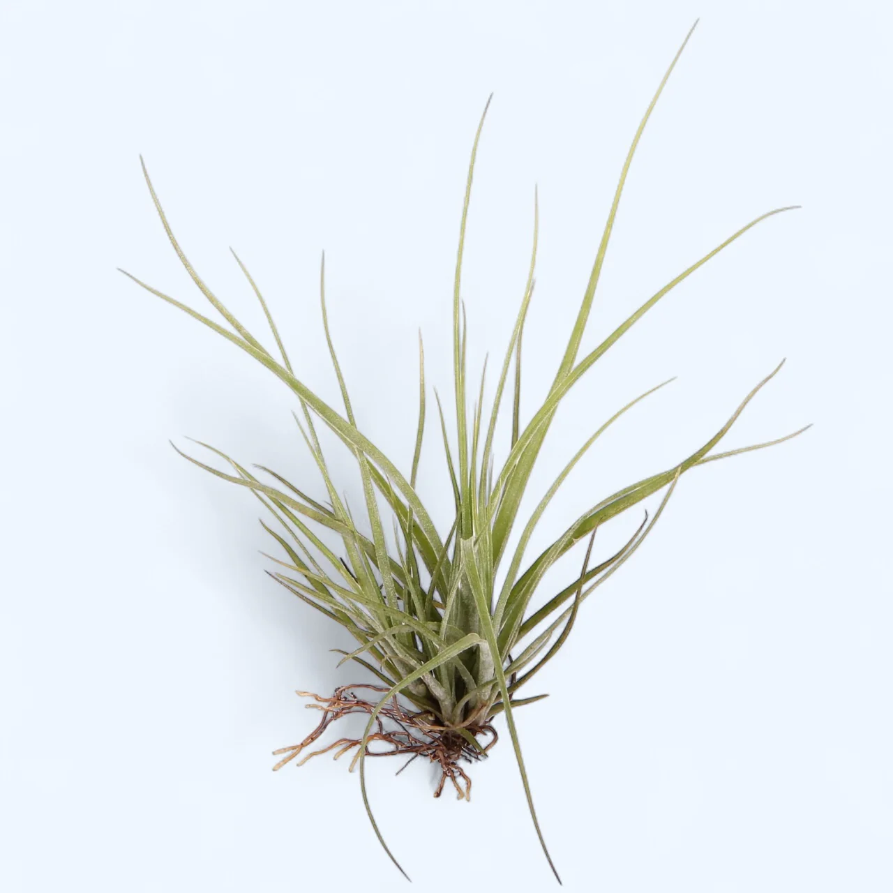 Tillandsia rectifolia – planta aeriana cu frunzis argintiu si flori roz-violet delicate