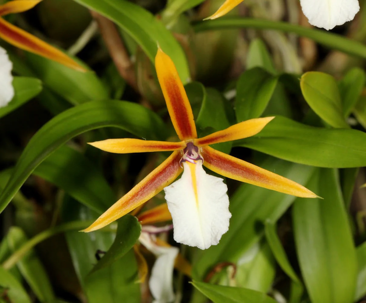 Orhidee Epidendrum (Dinema) polybulbon Lindl. 1826